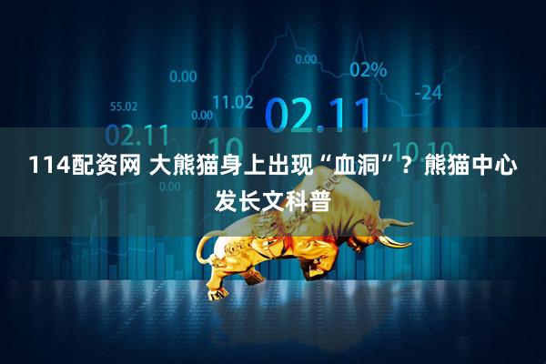 114配资网 大熊猫身上出现“血洞”？熊猫中心发长文科普